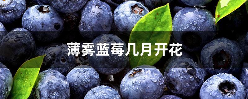 薄雾蓝莓几月开花 薄雾蓝莓几月开花