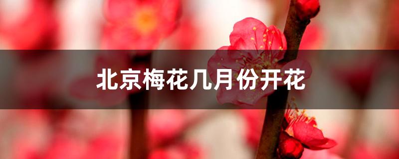 北京梅花几月份开花 北京梅花几月份开花