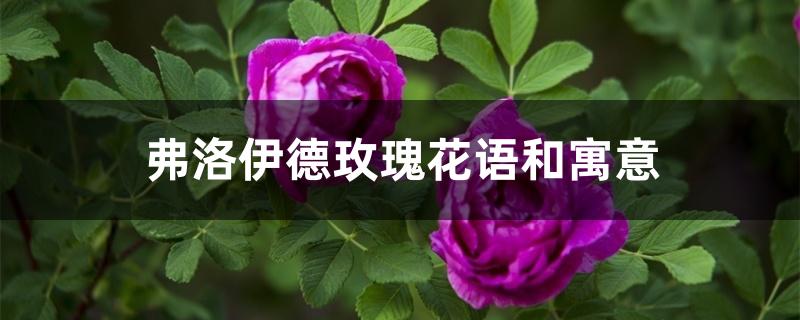 弗洛伊德玫瑰花语和寓意 弗洛伊德玫瑰花语和寓意