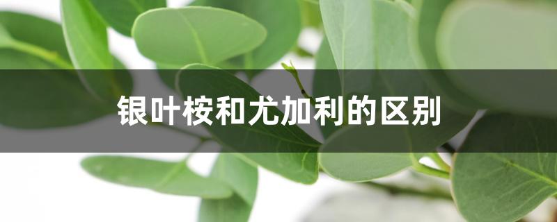 银叶桉和尤加利的区别 银叶桉和尤加利的区别