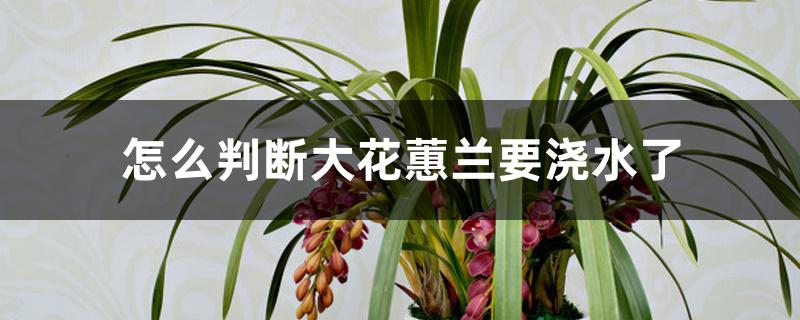 怎么判断大花蕙兰要浇水了 怎么判断大花蕙兰要浇水了