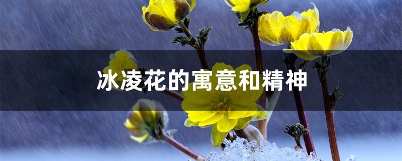 冰凌花的寓意和精神 冰凌花的寓意和精神