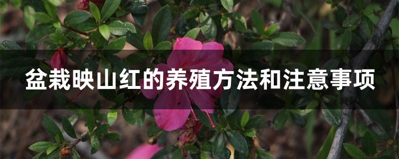 盆栽映山红的养殖方法和注意事项 盆栽映山红的养殖方法和注意事项