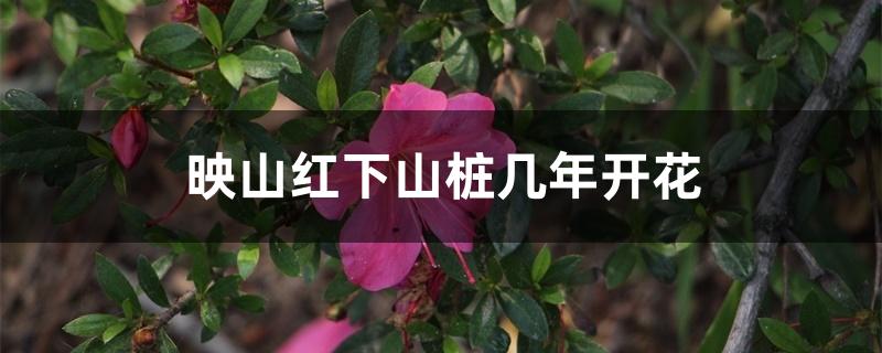 映山红下山桩几年开花 映山红下山桩几年开花