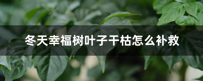 冬天幸福树叶子干枯怎么补救 冬天幸福树叶子干枯怎么补救