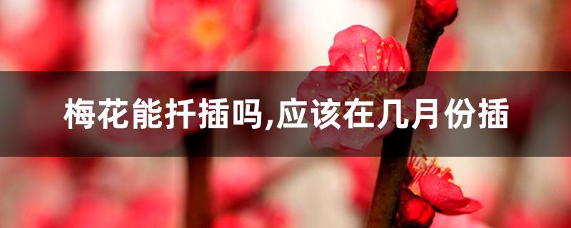 梅花能扦插吗,应该在几月份插 梅花能扦插吗,应该在几月份插