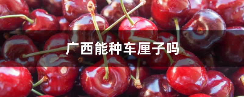 广西能种车厘子吗 广西能种车厘子吗