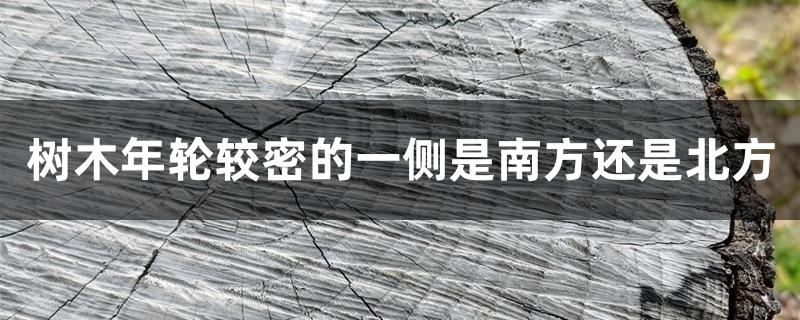 树木年轮较密的一侧是南方还是北方 树木年轮较密的一侧是南方还是北方