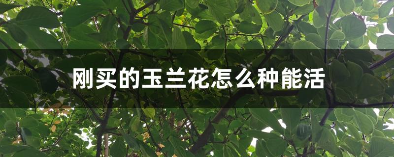 刚买的玉兰花怎么种能活 刚买的玉兰花怎么种能活