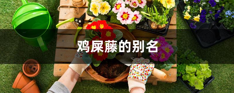 鸡屎藤的别名 鸡屎藤的别名