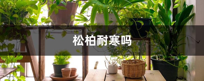松柏耐寒吗 松柏耐寒吗