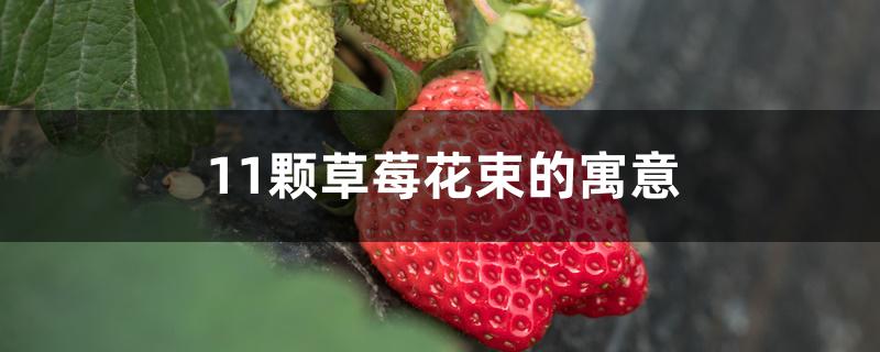 11颗草莓花束的寓意 11颗草莓花束的寓意