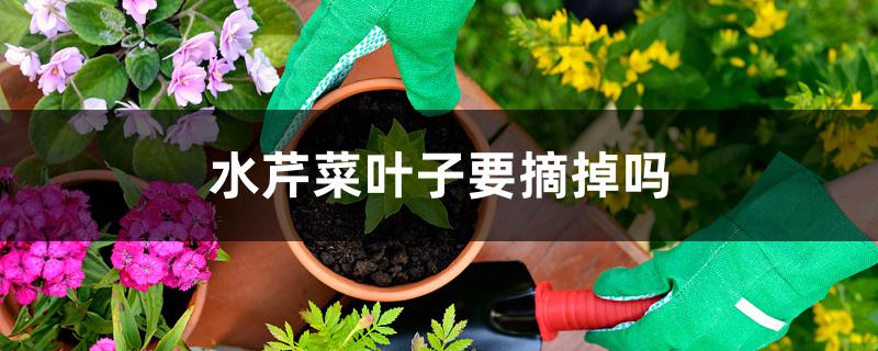 水芹菜叶子要摘掉吗 水芹菜叶子要摘掉吗