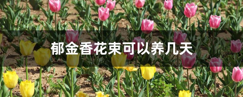 郁金香花束可以养几天 郁金香花束可以养几天