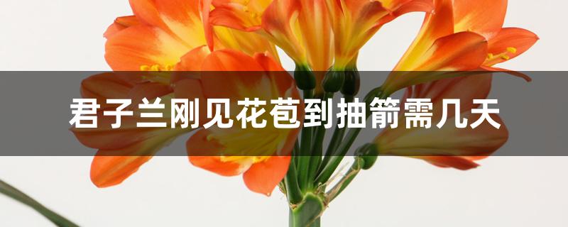 君子兰刚见花苞到抽箭需几天 君子兰刚见花苞到抽箭需几天