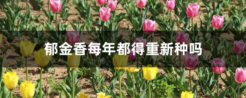 郁金香每年都得重新种吗 郁金香每年都得重新种吗