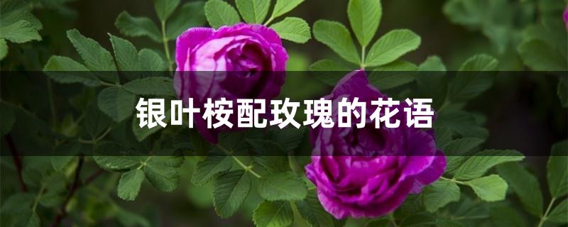 银叶桉配玫瑰的花语 银叶桉配玫瑰的花语