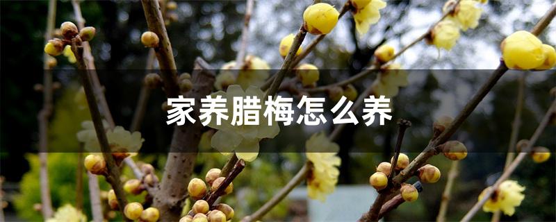 家养腊梅怎么养 家养腊梅怎么养