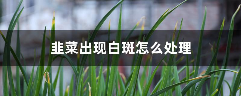 韭菜出现白斑怎么处理 韭菜出现白斑怎么处理