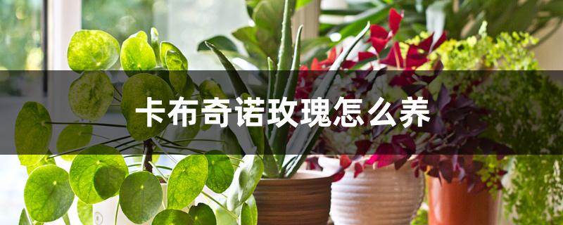 卡布奇诺玫瑰怎么养 卡布奇诺玫瑰怎么养