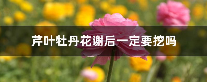 芹叶牡丹花谢后一定要挖吗 芹叶牡丹花谢后一定要挖吗