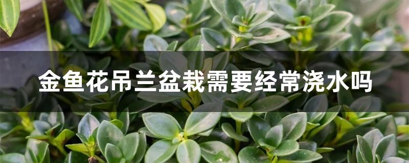 金鱼花吊兰盆栽需要经常浇水吗 金鱼花吊兰盆栽需要经常浇水吗