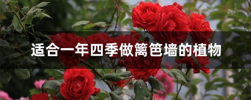 适合一年四季做篱笆墙的植物 适合一年四季做篱笆墙的植物