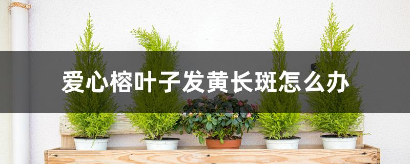 爱心榕叶子发黄长斑怎么办 爱心榕叶子发黄长斑怎么办