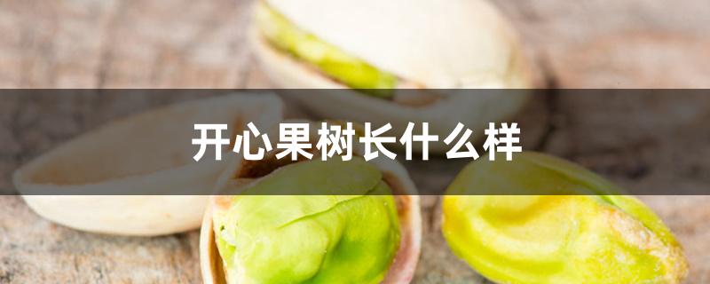 开心果树长什么样 开心果树长什么样