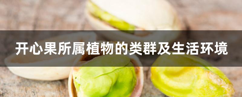 开心果所属植物的类群及生活环境