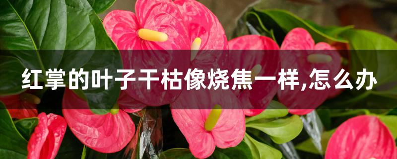 红掌的叶子干枯像烧焦一样,怎么办 红掌的叶子干枯像烧焦一样,怎么办