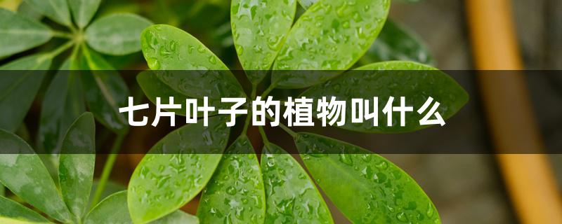 七片叶子的植物叫什么 七片叶子的植物叫什么