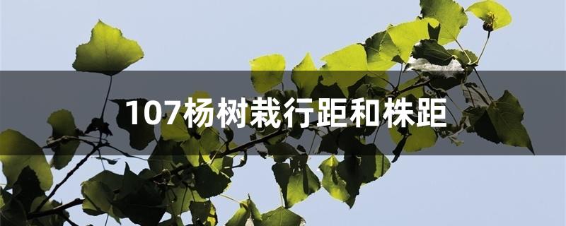 107杨树栽行距和株距 107杨树栽行距和株距