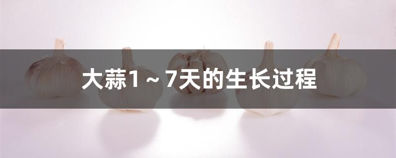 大蒜1~7天的生长过程 大蒜1~7天的生长过程