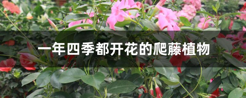 一年四季都开花的爬藤植物 一年四季都开花的爬藤植物