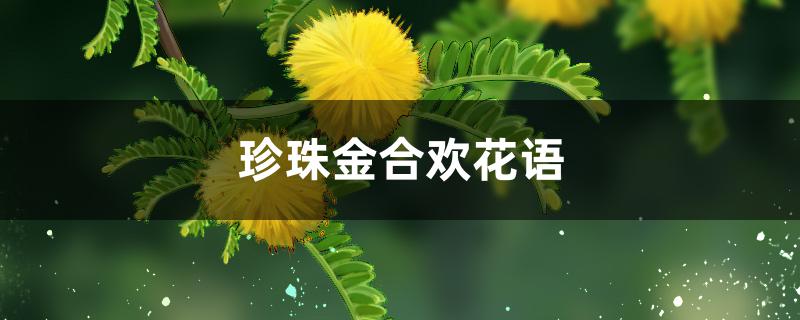 珍珠金合欢花语 珍珠金合欢花语