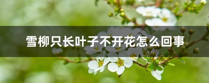雪柳只长叶子不开花怎么回事
