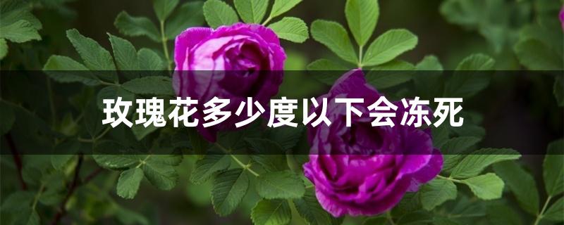 玫瑰花多少度以下会冻死 玫瑰花多少度以下会冻死
