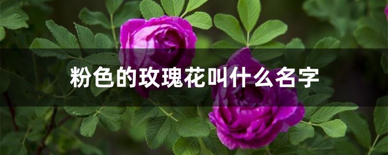 粉色的玫瑰花叫什么名字 粉色的玫瑰花叫什么名字
