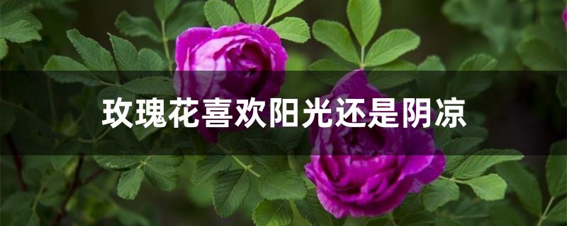 玫瑰花喜欢阳光还是阴凉 玫瑰花喜欢阳光还是阴凉