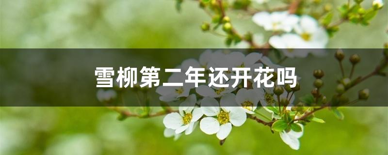 雪柳第二年还开花吗 雪柳第二年还开花吗