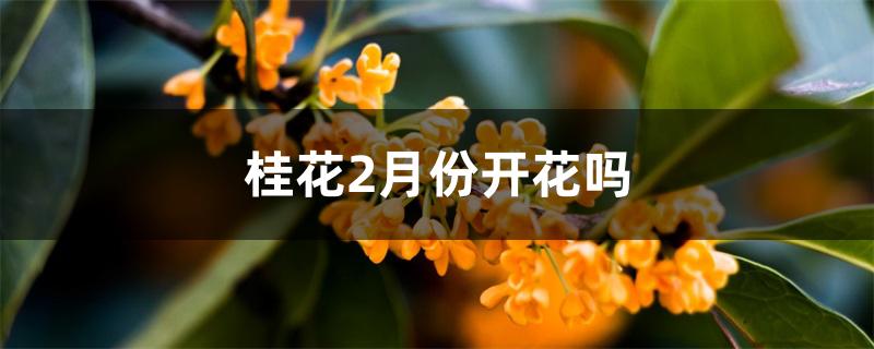 桂花2月份开花吗 桂花2月份开花吗