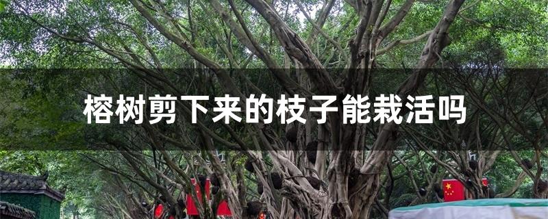 榕树剪下来的枝子能栽活吗 榕树剪下来的枝子能栽活吗
