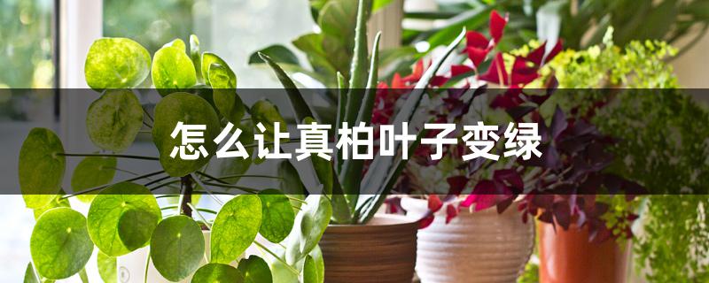 怎么让真柏叶子变绿 怎么让真柏叶子变绿