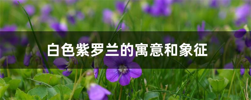白色紫罗兰的寓意和象征 白色紫罗兰的寓意和象征