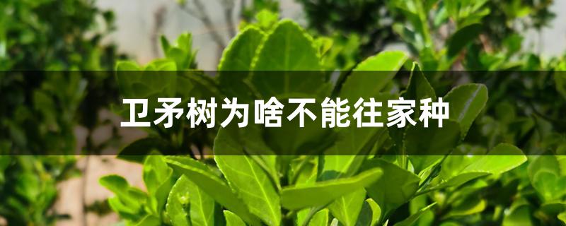 卫矛树为啥不能往家种 卫矛树为啥不能往家种