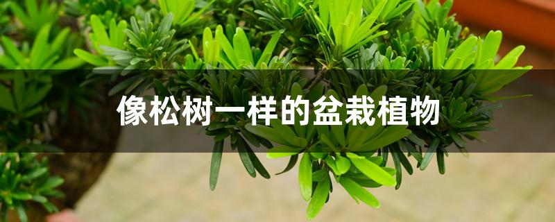 像松树一样的盆栽植物 像松树一样的盆栽植物