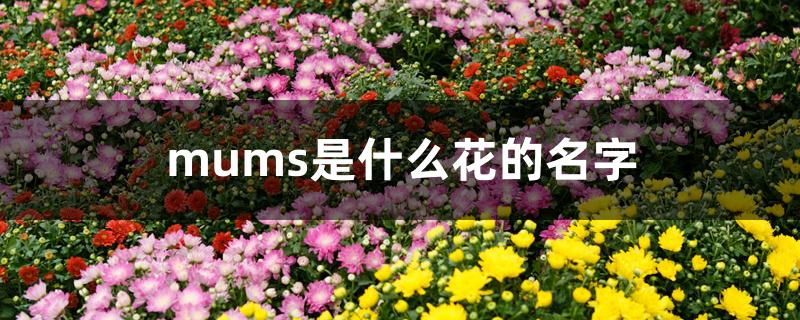 mums是什么花的名字 mums是什么花的名字
