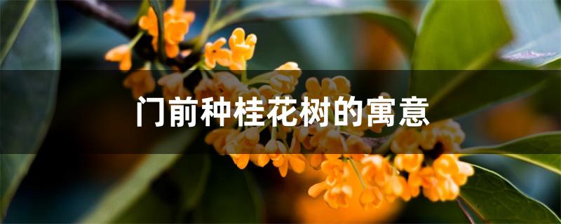 门前种桂花树的寓意 门前种桂花树的寓意
