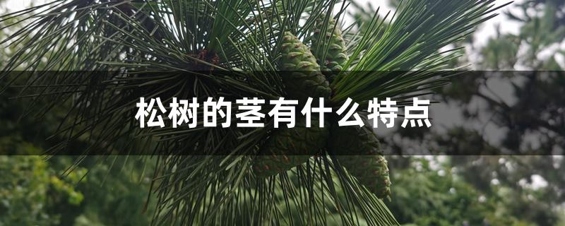 松树的茎有什么特点 松树的茎有什么特点